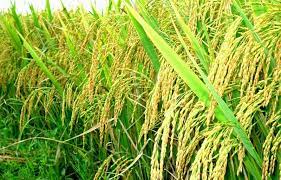 Ứng dụng kỹ thuật canh tác tiên tiến sản xuất lúa Nếp cái hoa vàng hiệu quả kinh tế cao